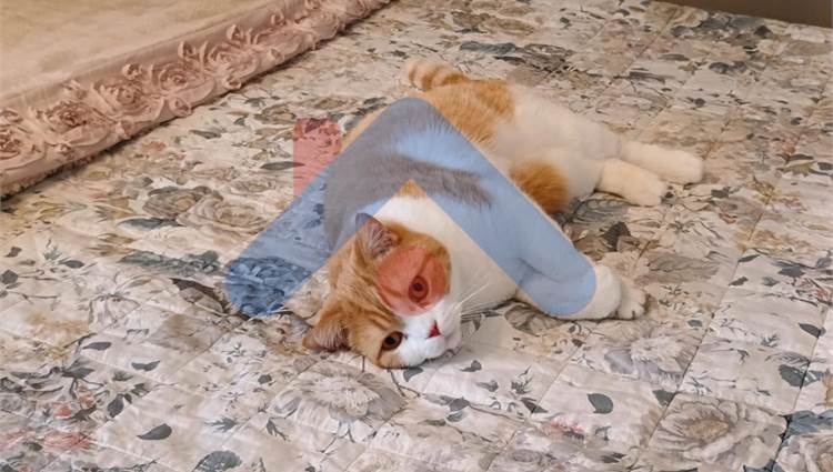 Gatto sul Letto